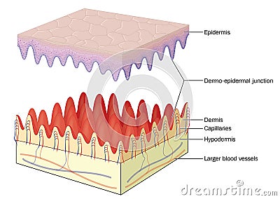 Skin epidermal dermal junction Vector Illustration