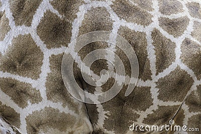 Skin giraffe texture Stock Photo