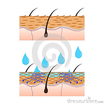 Skin hydration sectional view. Vector Illustration