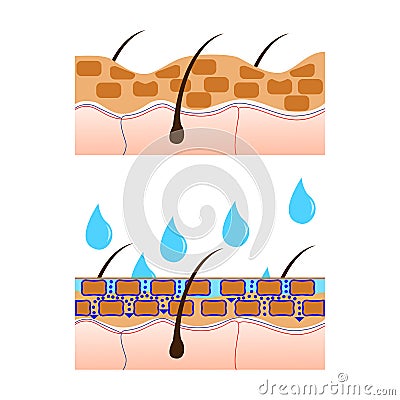 Skin hydration sectional view. Vector Illustration