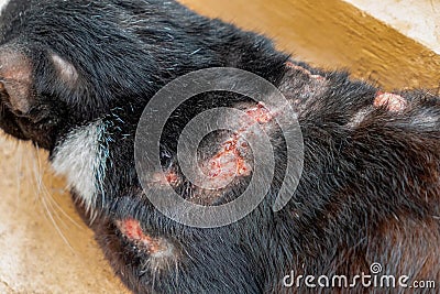 Skin inflamation on domestic black cat Stock Photo