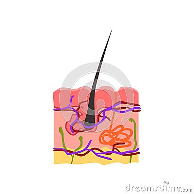 Skin internal structure, hair bulb vector Illustration on a white background Vector Illustration