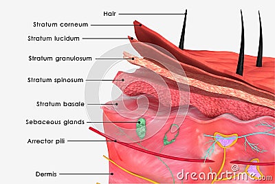 Skin label Stock Photo