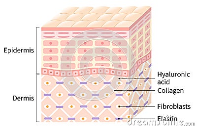 Skin layer and cell. Beauty skin care concept Vector Illustration