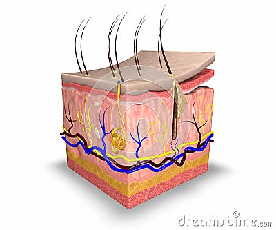 Skin layers Stock Photo