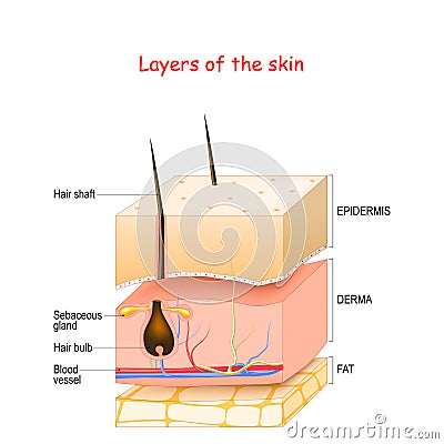 Skin Layers. Epidermis, dermis, hypodermis fat Vector Illustration