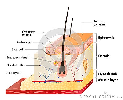 Skin layers Vector Illustration