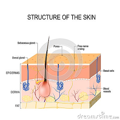 Skin layers with sebaceous gland and sweat glands Vector Illustration