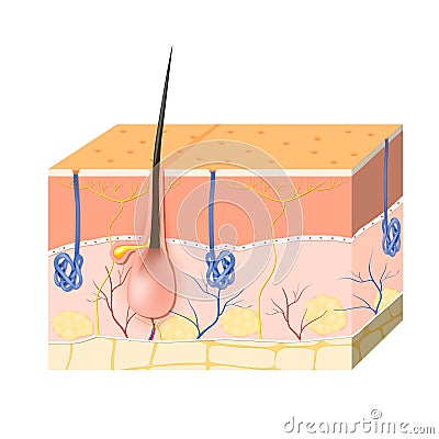 Skin layers with sebaceous gland and sweat glands Vector Illustration