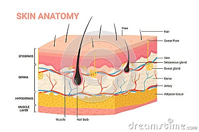 Skin layers, structure anatomy diagram, human skin infographic anatomical background Vector Illustration