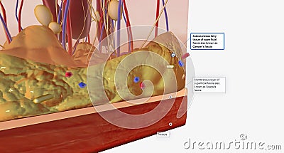 The skin is made up of several layers of tissue. The most superficial layer is called the epidermis Stock Photo