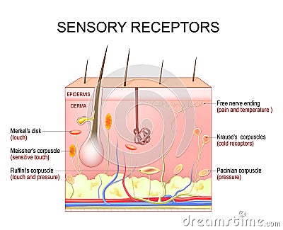 Skin sensory receptors. Cross section of humans skin layers Vector Illustration