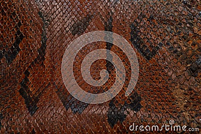 skin snake pattern Stock Photo