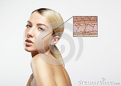 Skin structure concept Stock Photo