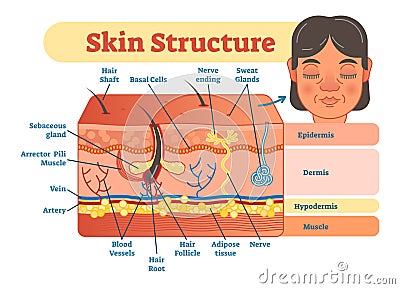 Skin structure vector illustration diagram with skin layers and main elements. Educational medical dermatology information. Vector Illustration