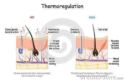 Skin in thermoregulation. Body temperature regulation Vector Illustration