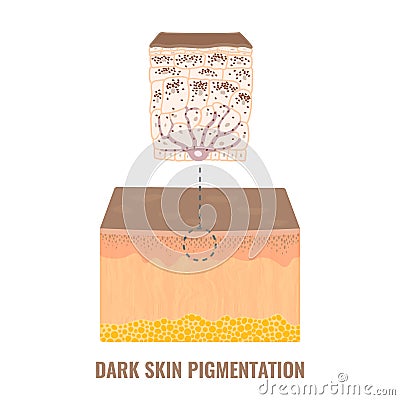 Skin tone pigmentation mechanism in dark skin Vector Illustration