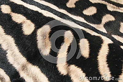 Skin of a Zebra African, Stock Photo