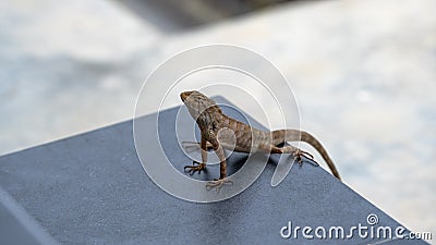 Skink gets inside the house Stock Photo