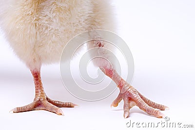 Skinny Bird legs Stock Photo