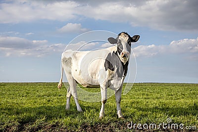 Skinny cow, friesian holstein, in the Netherlands on green grass in a meadow, and a blue sky Stock Photo