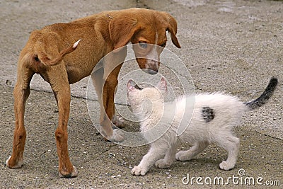 Skinny Dog and White Cat Stock Photo