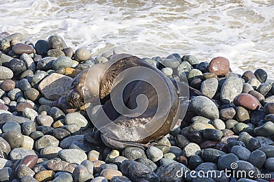 Skinny dying South American sea lion get out on rocks coast in Lima due to El Nino Stock Photo