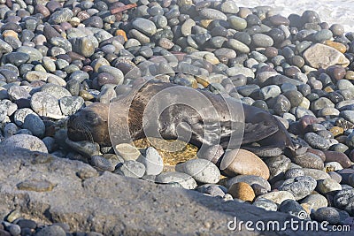 Skinny dying South American sea lion (Otaria flavescens) get out on rocks coast in Lima due to El Nino Stock Photo