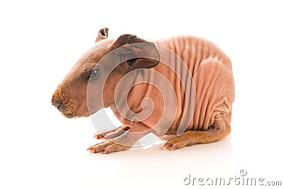 Skinny guinea pig Stock Photo