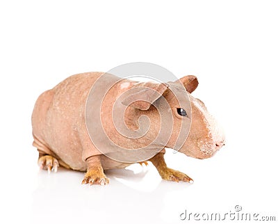 Skinny guinea pig looking away. isolated on white background Stock Photo