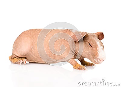 Skinny guinea pig lying in profile. isolated on white background Stock Photo