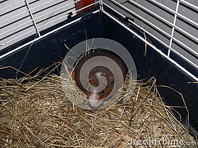 skinny guinea pig Stock Photo