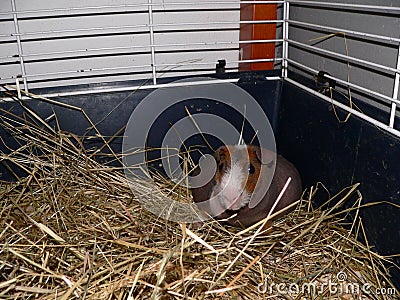 Skinny guinea pig Stock Photo