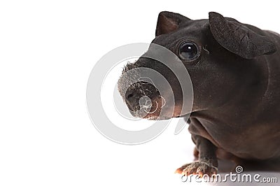 Skinny guinea pig on white background Stock Photo