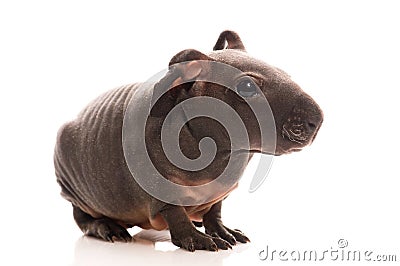 Skinny guinea pig on white background Stock Photo