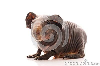 Skinny guinea pig on white background Stock Photo