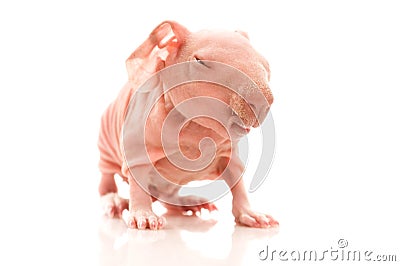 Skinny guinea pigs. smile Stock Photo