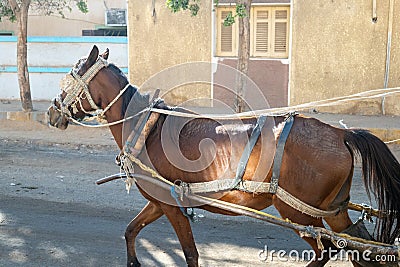 Skinny Horse Driving a Carriage Stock Photo