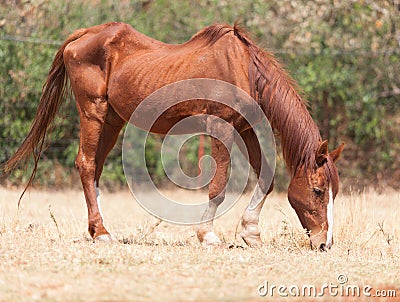 Skinny horse Stock Photo