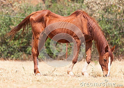 Skinny horse Stock Photo