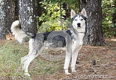 Skinny Male Siberian Husky dog with one blue eye Stock Photo
