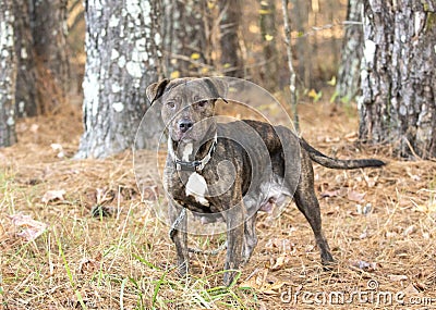 Mother Pitbull Terrier Dog wagging tail Stock Photo