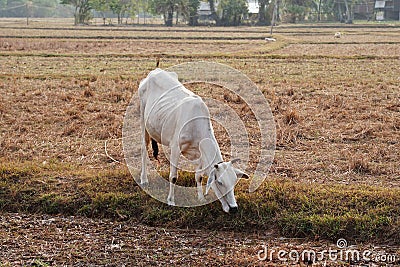Skinny white Cambodian cow. Countryside landscape in Kampot Province in southern Cambodia, Asia. A group of cows locals Stock Photo