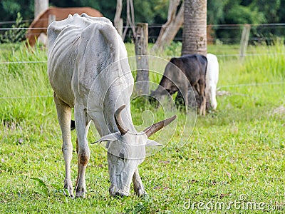 Skinny white cow eating green grass from the pasture Stock Photo