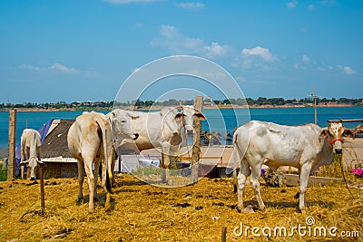 Skinny white cows in Cambodia Stock Photo