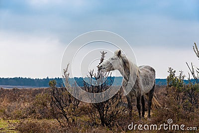 Skinny white horse in New Forrest Stock Photo
