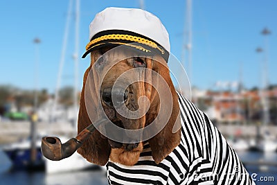 The skipper Bloodhound dog Stock Photo