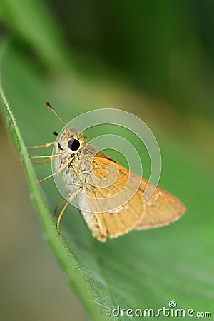 Skipper butterfly. Stock Photo