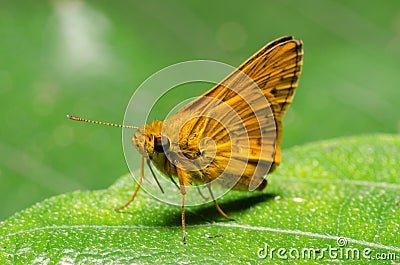 Skipper butterfly Stock Photo