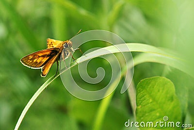 Skipper butterfly Stock Photo